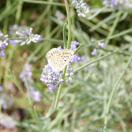Gite Le Cherche Midi Gaillac Luaran gambar
