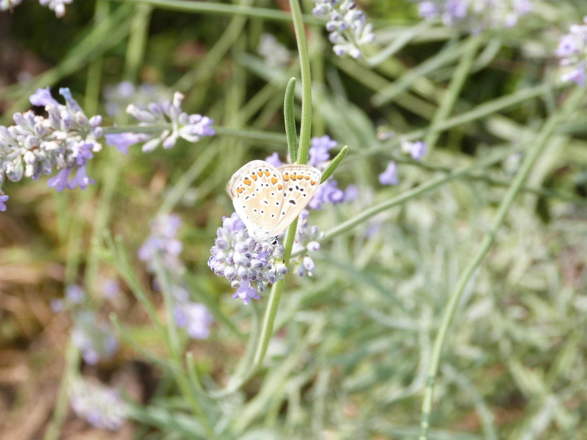 Gite Le Cherche Midi Gaillac Luaran gambar